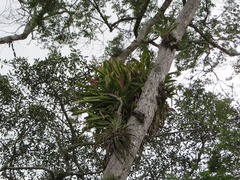 Aechmea bracteata