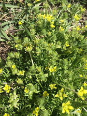 Ceratocephala testiculata