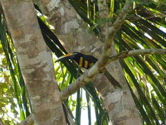 Pteroglossus pluricinctus