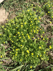 Ceratocephala testiculata