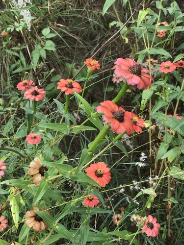 Peruvian zinnia