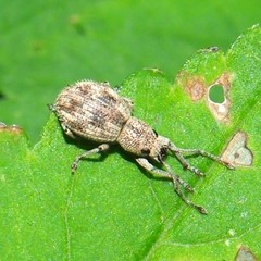 Calomycterus setarius