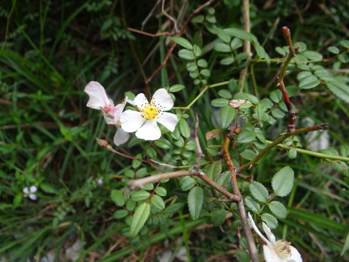 Rosa pricei, photograph 4