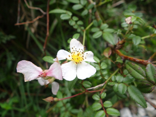 Rosa pricei, photograph 5