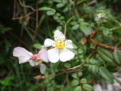 Rosa pricei, photograph (c) 呂一起(Lyu yi-chi), some rights reserved (CC BY)