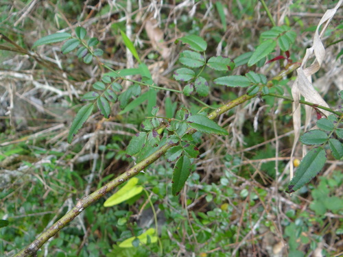 Rosa pricei, photograph 6
