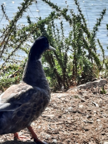 Canard colvert