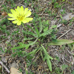 Pyrrhopappus grandiflorus