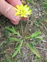 Pyrrhopappus grandiflorus