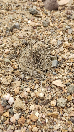 Eriosyce taltalensis