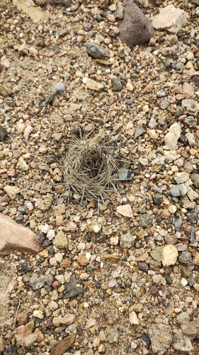 Eriosyce taltalensis