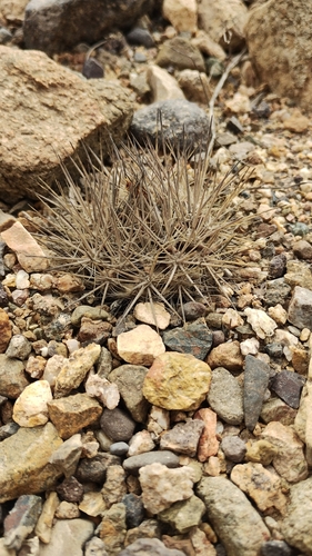 Eriosyce taltalensis