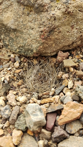 Eriosyce taltalensis