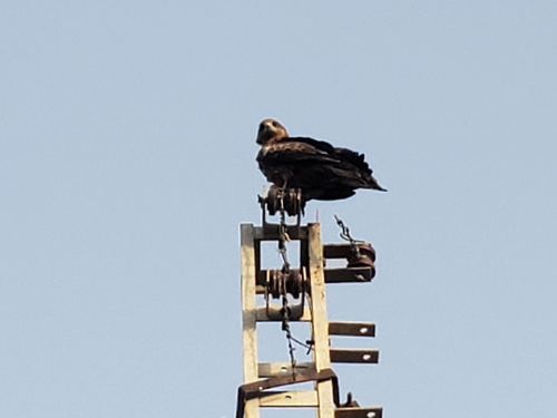 Black Kite