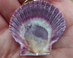 Aequipecten opercularis