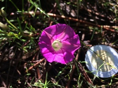 Ipomoea capillacea