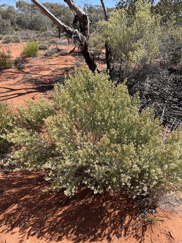 Olearia subspicata, 2023-10-10