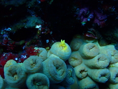 Tubastraea