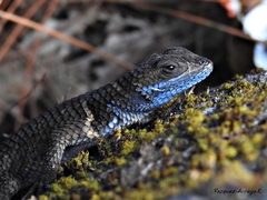 Sceloporus omiltemanus