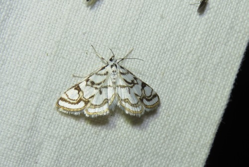 Nymphula nitidulata
