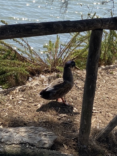 Canard colvert