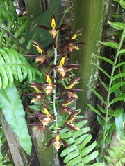 Catasetum saccatum