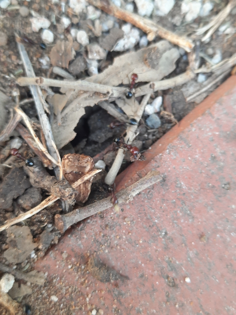 Canary Islands Harvester Ant