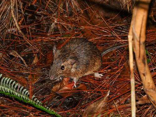 Okinawa Spiny Rat (Tokudaia muenninki) — Critically Endangered Mammalia