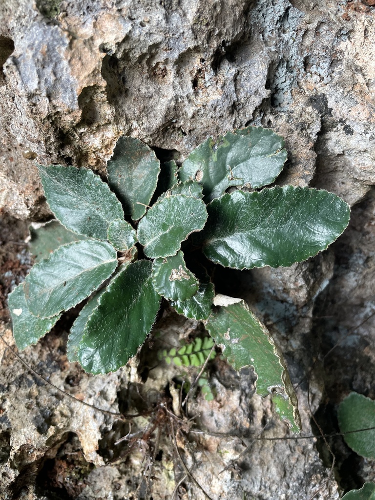 Paraboea from Ngoi, Louang Prabang, LA on October 10, 2023 at 04:01 PM ...