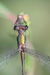 Chalcolestes viridis