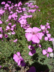 Dianthus graniticus