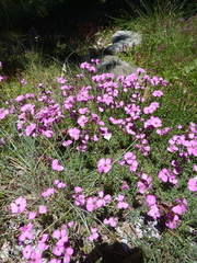 Dianthus graniticus