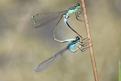 Ischnura elegans