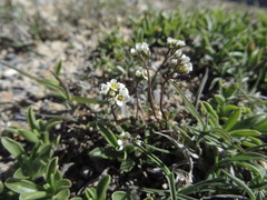 Draba siliquosa