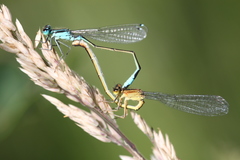 Ischnura elegans