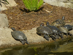Trachemys scripta elegans