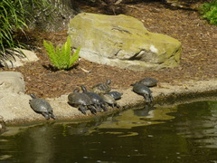 Trachemys scripta elegans