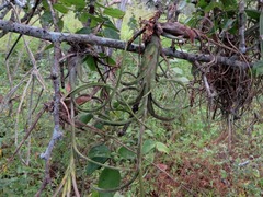 Tillandsia intermedia