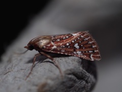 Triphassa stalachtis