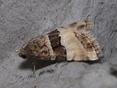 Pseudozarba bipartita