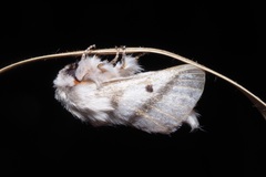 Bombycomorpha bifascia bifascia