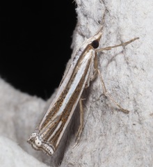 Ancylolomia prepiella