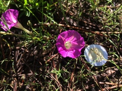 Ipomoea capillacea