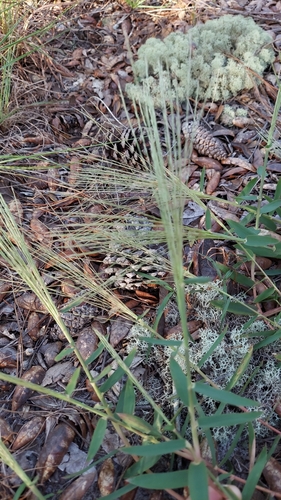 Image of Gymnopogon ambiguus by (c) Athena Philips, some rights reserved (CC BY)