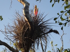 Tillandsia jaliscomonticola