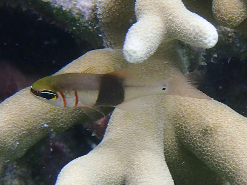 Girdled Cardinalfish — seen at this dive site