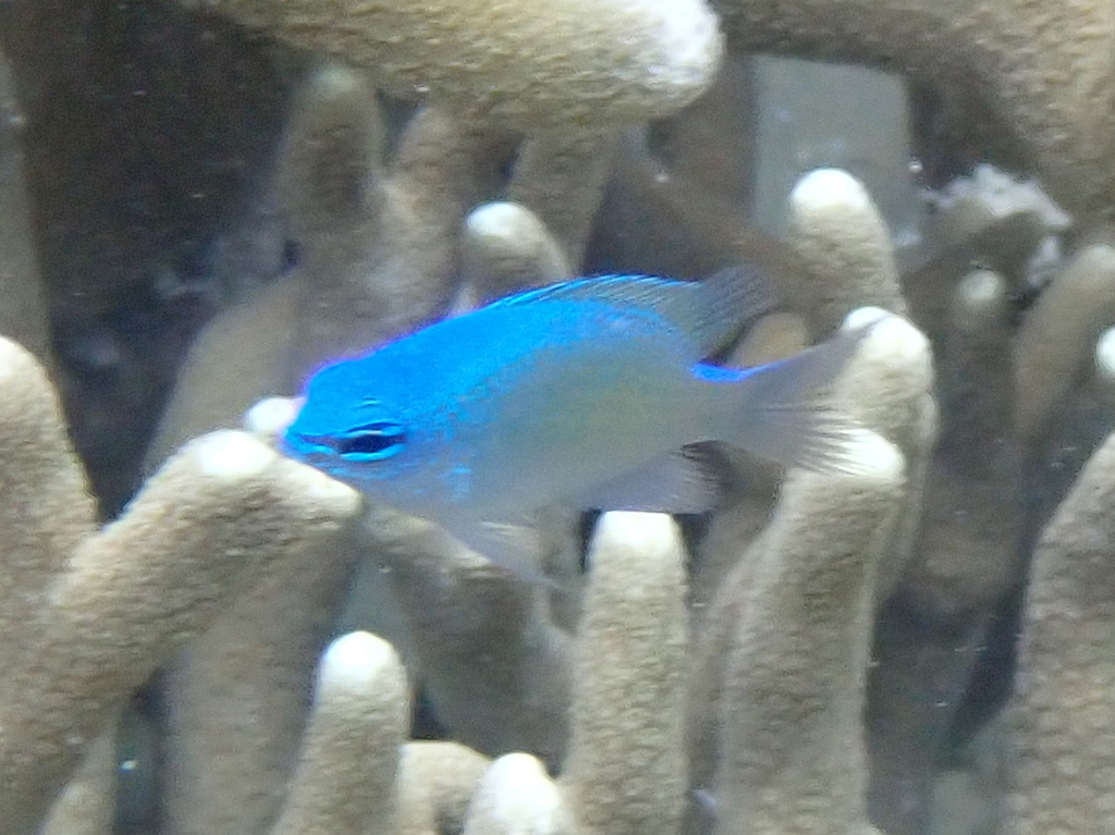 Ellen's Damselfish
