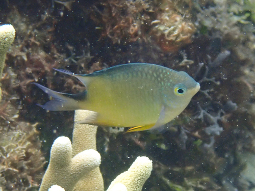 Ternate damselfish (Amblyglyphidodon ternatensis) — Pomacentridae — 4