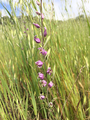 Streptanthus glandulosus glandulosus