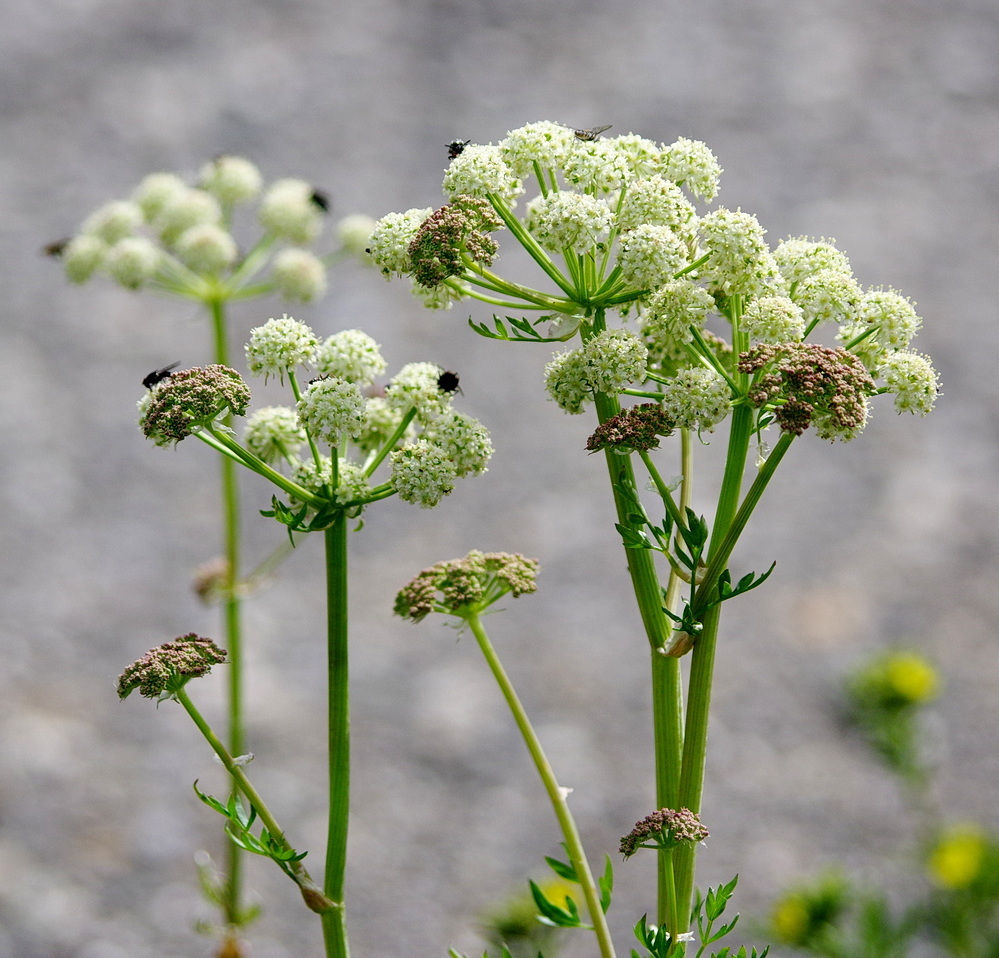 Cnidium cnidiifolium